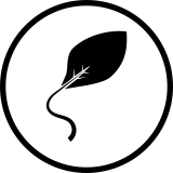 Shoots and leaves